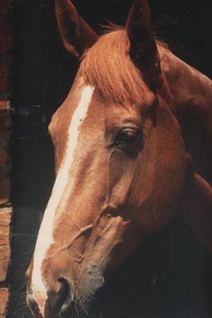Photograph of a Horse. 